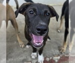 Small #1 Retriever  Mix