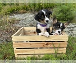 Small Photo #40 Pembroke Welsh Corgi Puppy For Sale in PERKINSVILLE, VT, USA