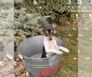 Rat Terrier Puppy for sale in MIDDLEBURY, IN, USA