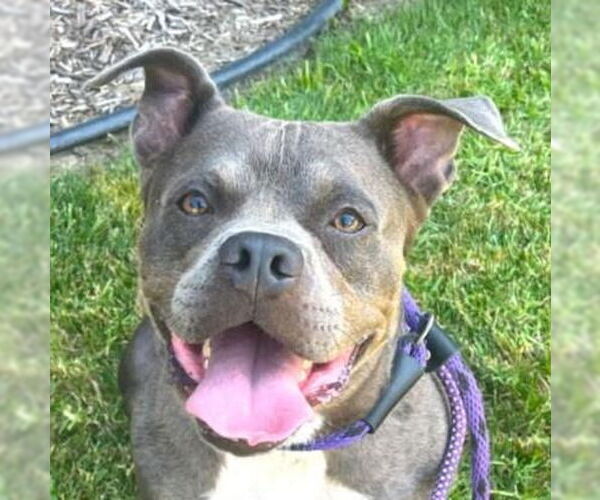 Medium Photo #2 American Staffordshire Terrier-Unknown Mix Puppy For Sale in Lake Forest, CA, USA
