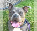 Small #1 American Staffordshire Terrier Mix