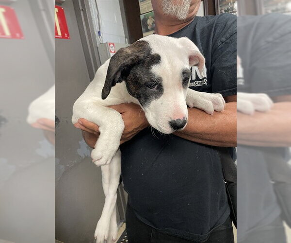 Medium Photo #1 Mutt Puppy For Sale in Stockton, CA, USA