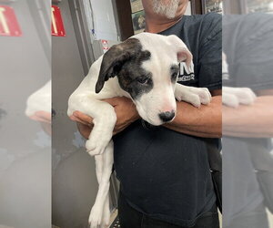 Mutt Dogs for adoption in Stockton, CA, USA