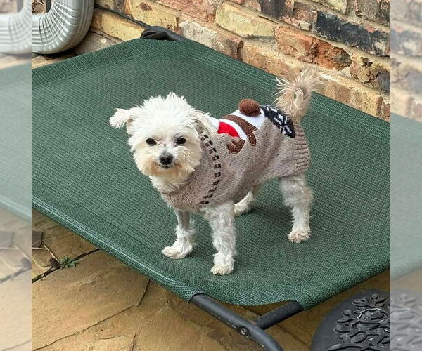 Medium Photo #10 Maltese Puppy For Sale in Boonton, NJ, USA