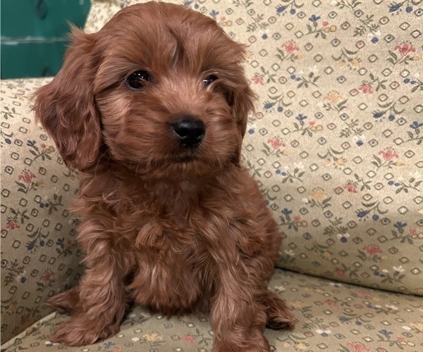 Medium Photo #4 Cavapoo Puppy For Sale in LAWRENCE, MI, USA