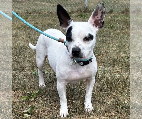 Medium Photo #1 French Bulldog-Rat Terrier Mix Puppy For Sale in Batavia, OH, USA