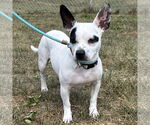 Small French Bulldog-Rat Terrier Mix