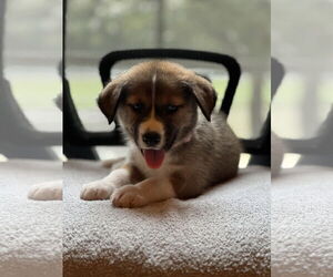 Medium Siberian Husky Mix