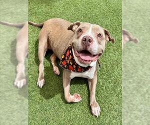 Mutt Dogs for adoption in Las Vegas, NV, USA