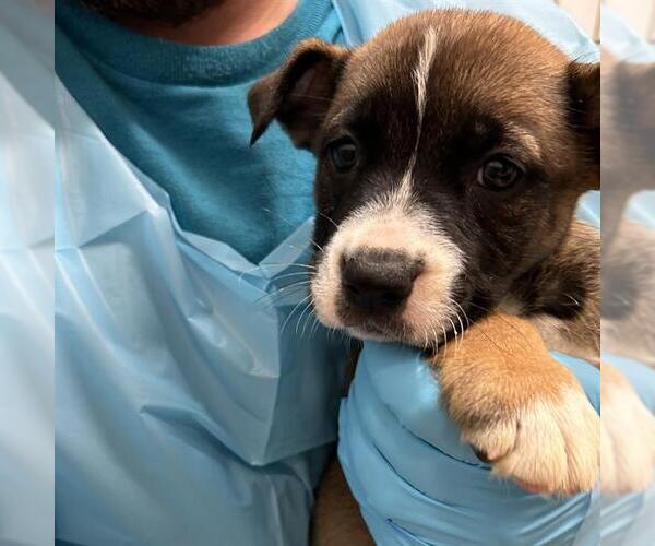 Medium Photo #1 American Staffordshire Terrier-Unknown Mix Puppy For Sale in San Antonio, TX, USA