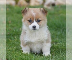 Pembroke Welsh Corgi Puppy for sale in EPHRATA, PA, USA