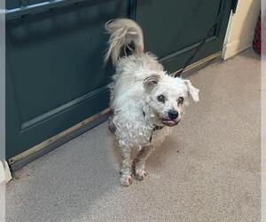Poodle (Miniature)-Unknown Mix Dogs for adoption in Pasadena, CA, USA