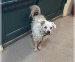 Small Poodle (Miniature) Mix