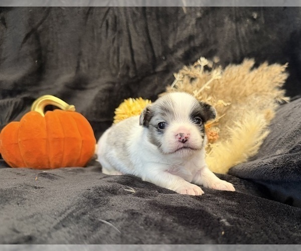 Medium Photo #11 Chihuahua Puppy For Sale in SHERMAN, TX, USA