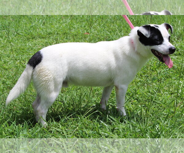 Medium Photo #3 Mutt Puppy For Sale in Prattville, AL, USA