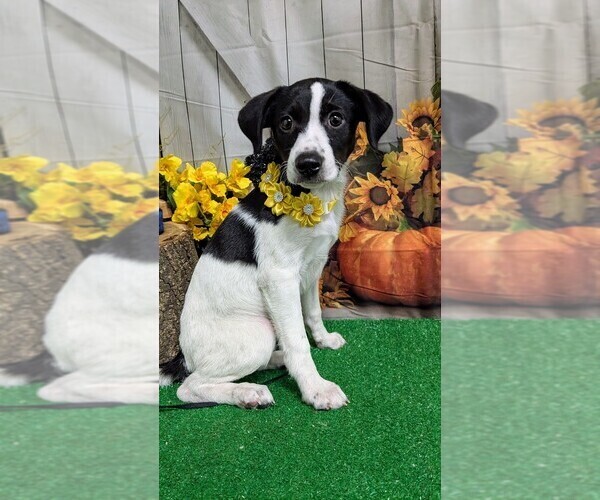 Medium Photo #1 Border Collie Puppy For Sale in HAMMOND, IN, USA