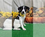 Image preview for Ad Listing. Nickname: Farm Type