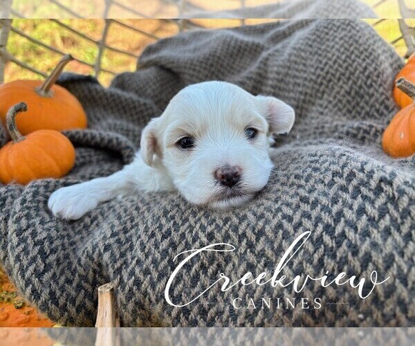 Medium Photo #4 Havanese Puppy For Sale in NIANGUA, MO, USA