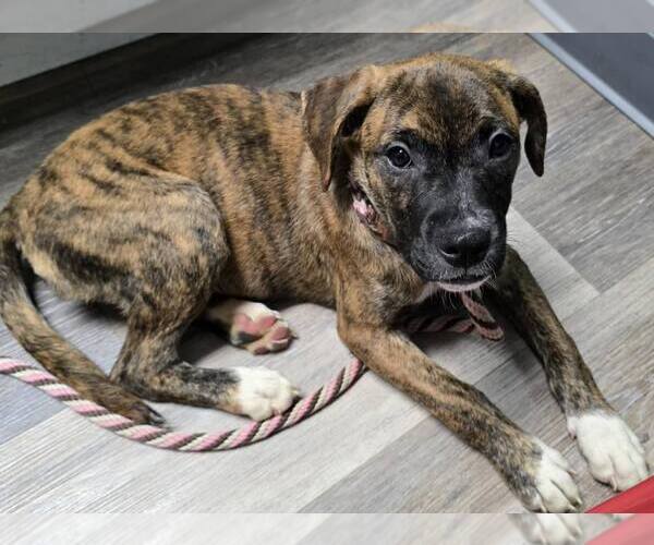 Medium Photo #10 Boxer-Unknown Mix Puppy For Sale in Burnsville, MN, USA