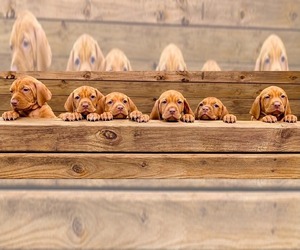 Vizsla Puppy for Sale in ADEL, Iowa USA