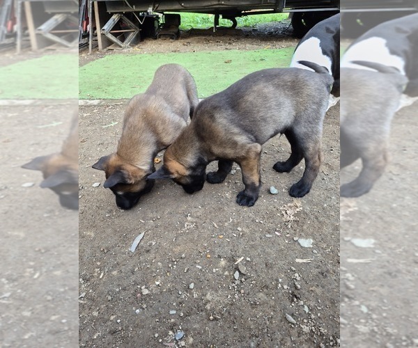 Medium Photo #6 Belgian Malinois Puppy For Sale in DIXON, CA, USA