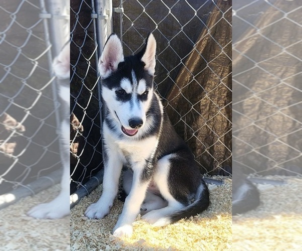Medium Photo #1 Siberian Husky Puppy For Sale in KENNEWICK, WA, USA