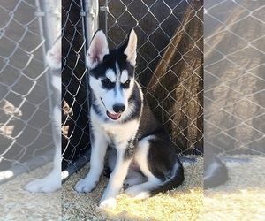 Siberian Husky Puppy for sale in KENNEWICK, WA, USA