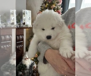 Samoyed Puppy for sale in RIVERSIDE, CA, USA