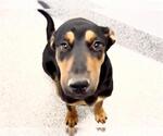 Small #1 Doberman Pinscher Mix