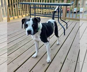 American Bulldog-Unknown Mix Dogs for adoption in New Oxford , PA, USA