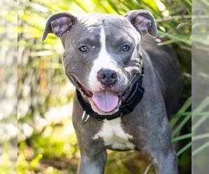 DOBBY - Male Mutt Dog for Adoption - Photo #2