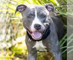 Small Photo #2 Mutt Puppy For Sale in Camarillo, CA, USA