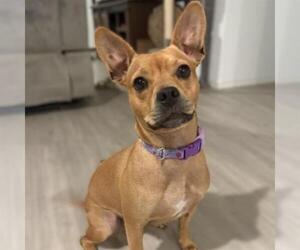 LALA - Female Mutt Dog for Adoption - Photo #2