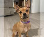 Small Photo #2 Mutt Puppy For Sale in San Antonio, TX, USA