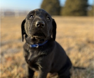 Labrador Retriever Puppy for sale in FALLS CITY, NE, USA