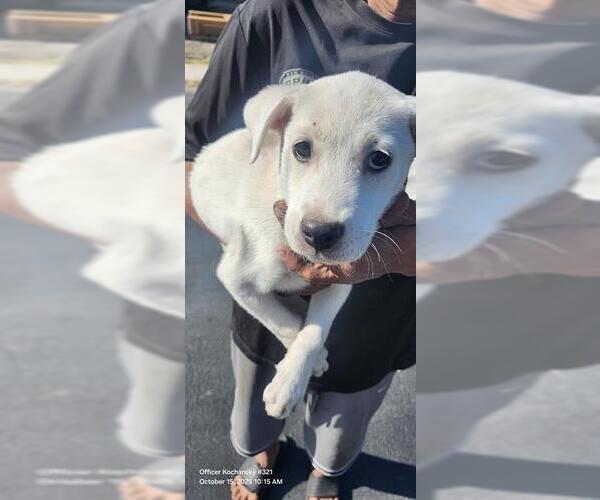 Medium Photo #1 Labrador Retriever-Unknown Mix Puppy For Sale in San Antonio, TX, USA