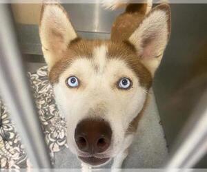Siberian Husky Dogs for adoption in Orange, CA, USA