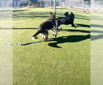 Small #8 German Shepherd Dog