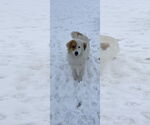 Small #3 Golden Pyrenees
