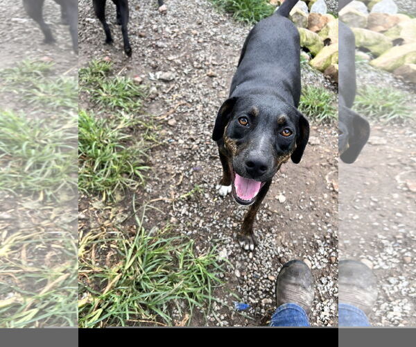 Medium Photo #3 Mutt Puppy For Sale in Tracy City, TN, USA