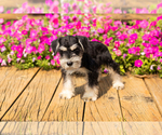 Small #27 Schnauzer (Miniature)