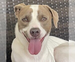 Beagle-Unknown Mix Dogs for adoption in Miami, FL, USA