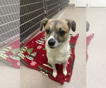 Small #14 Jack Russell Terrier-Spaniel Mix