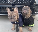 Small French Bulldog