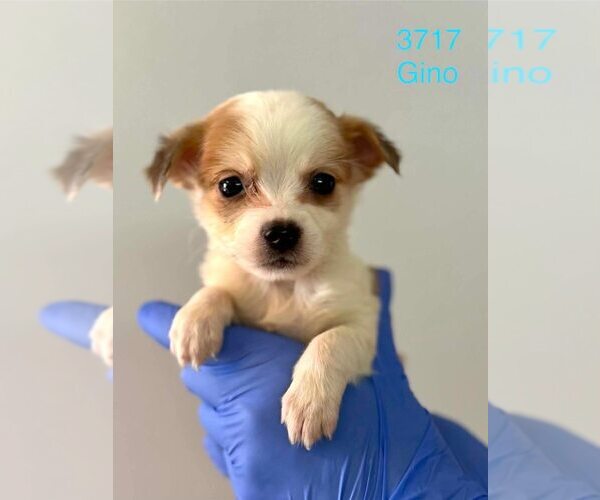 Medium Photo #1 Beagle-Unknown Mix Puppy For Sale in New York, NY, USA