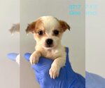 Small Beagle Mix