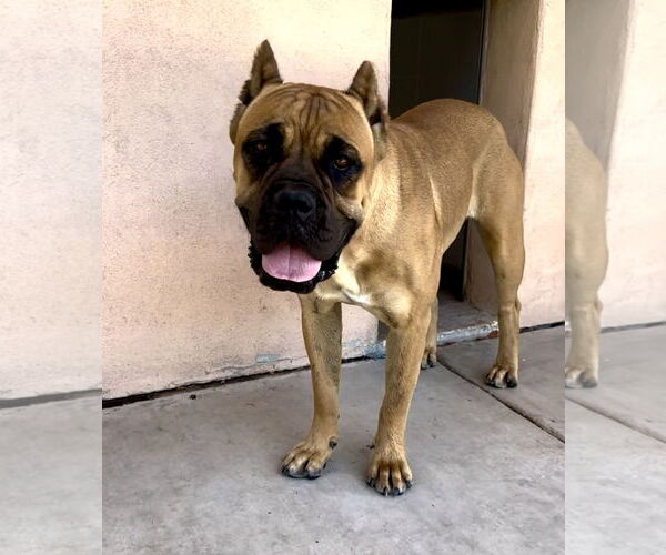 Medium Photo #6 Mutt Puppy For Sale in Goodyear, AZ, USA