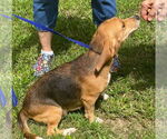 Small #3 Beagle Mix