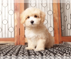 Maltipoo (Miniature) Puppy for sale in NAPLES, FL, USA