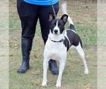 Small #3 Canaan Dog-Pointer Mix